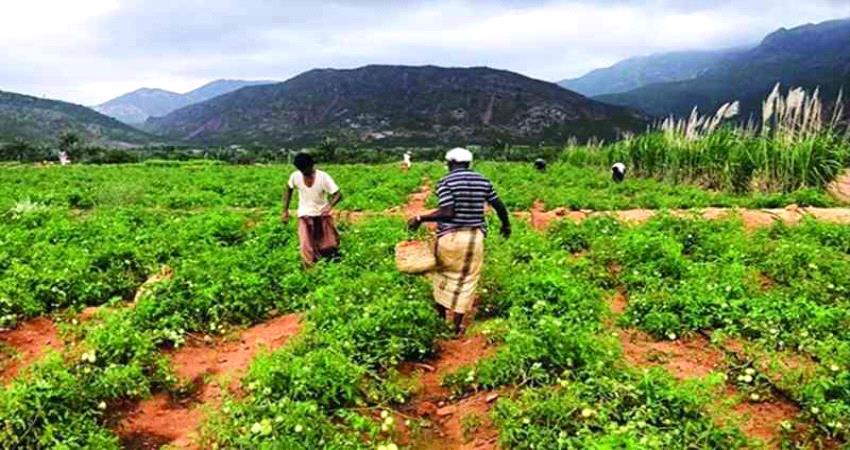 دعم اماراتي سخي للقطاع الزراعي في سقطرى