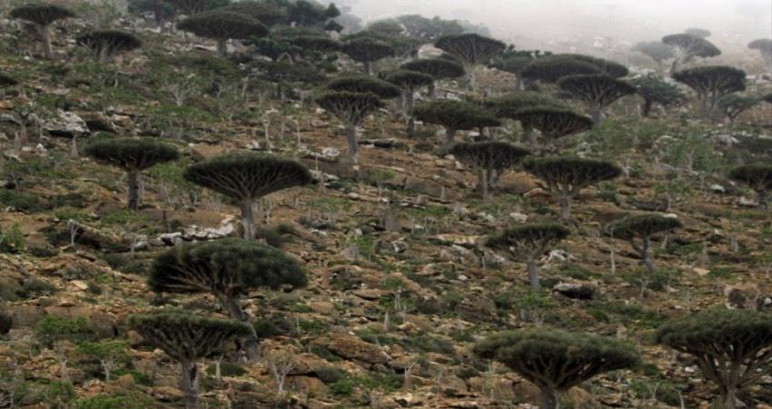 بعثة من اليونسكو إلى سقطرى للوقوف امام ادعاءات اعلام الإخوان