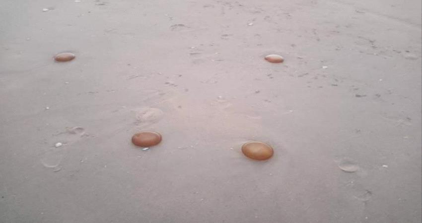 كائنات مخيفة تجتاح سواحل المكلا (صورة)