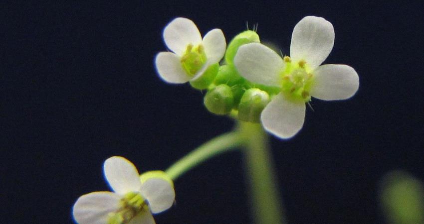 إكتشاف عشبة جديدة لعلاج سرطان الثدي