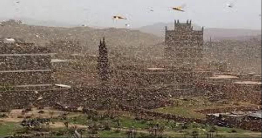 الفاو : جراد اليمن دمرت المحاصيل وضاعفت معاناة الاف المزارعين 