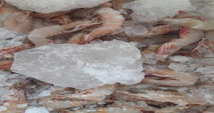 المهرة تقر إيقاف اصطياد سمك الروبيان