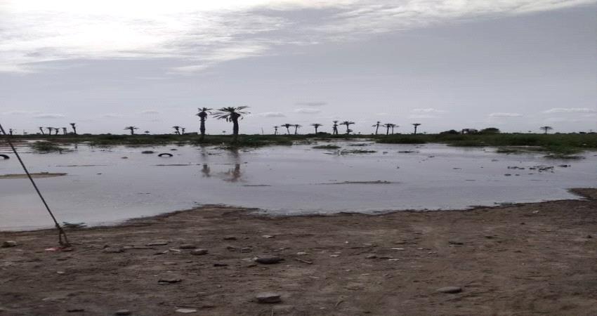 ري أكثر من 16000 ألف فدان من الأراضي في تبن خلال الموسم الحالي