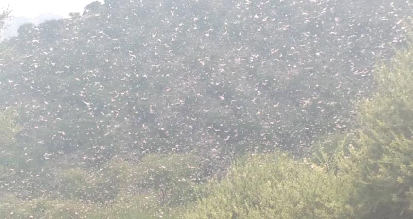 الجراد يجتاح يافع ويهدد المحاصيل الزراعية "صور"