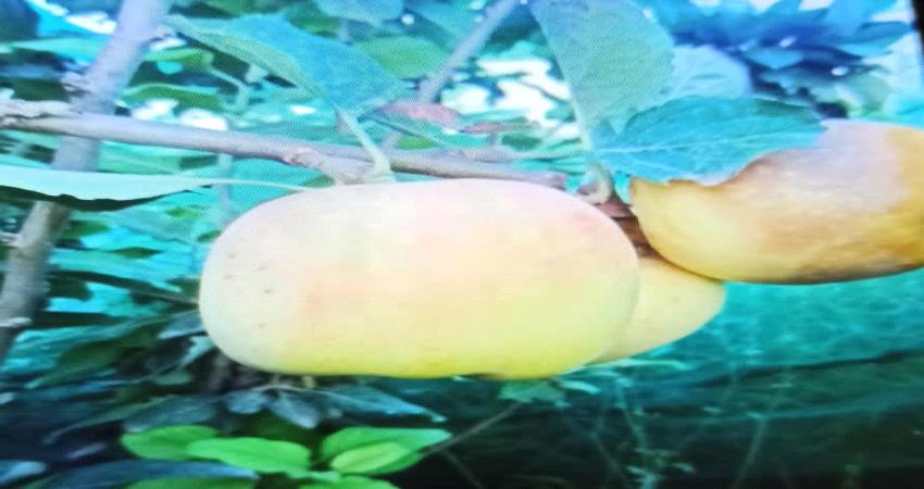 توجه لزراعة أصناف مهددة بالإنقراض في لحج عقب نجاح " التفاح "