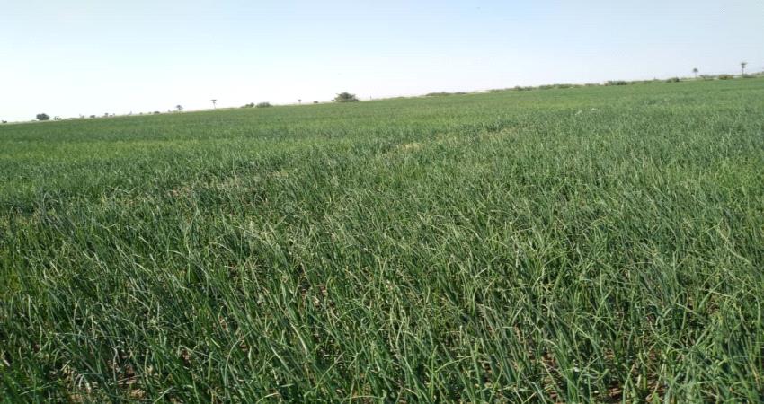 لحج.. زراعة البصل على مساحات واسعة لاول مرة منذ 15 عاما