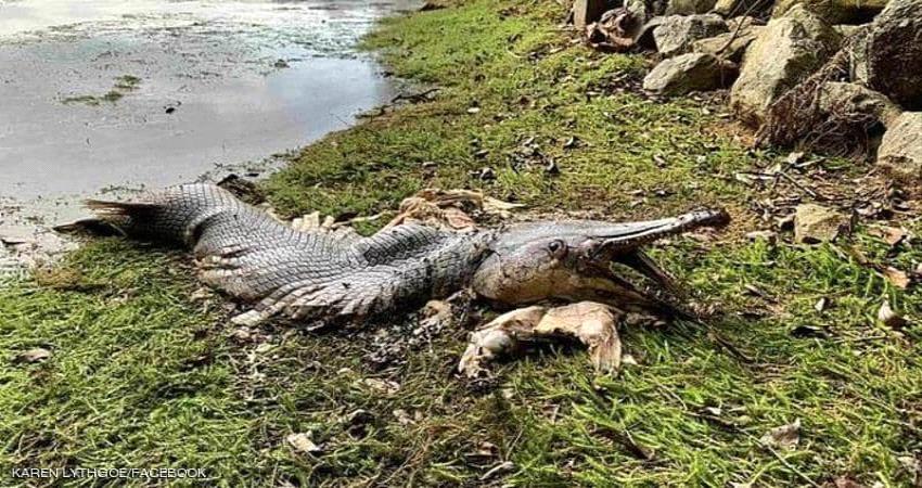 إثارة حيرة العلماء.. تعرف على السمكة الوحش؟