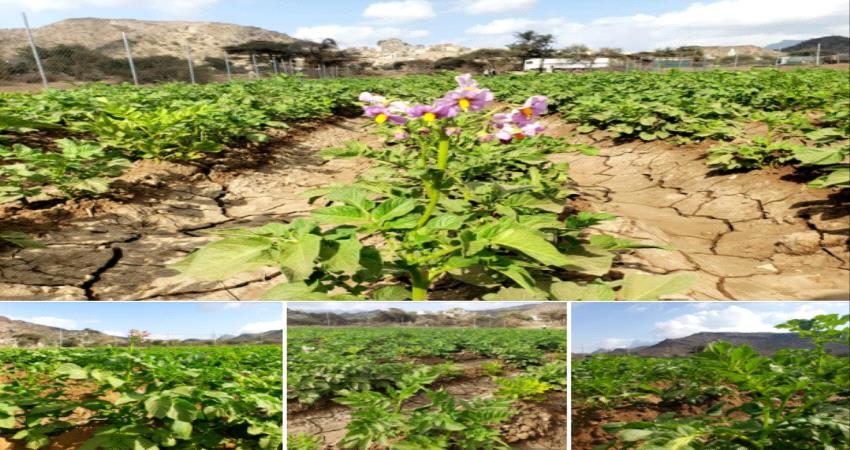  مزارع البطاطس تبدأ اجتياح مزارع القات بالضالع