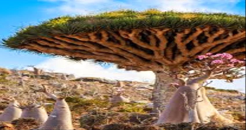 ممثل سقطرى في "اليونسكو" : معوقات كثيرة تهدد التنوع الحيوي في الارخبيل 