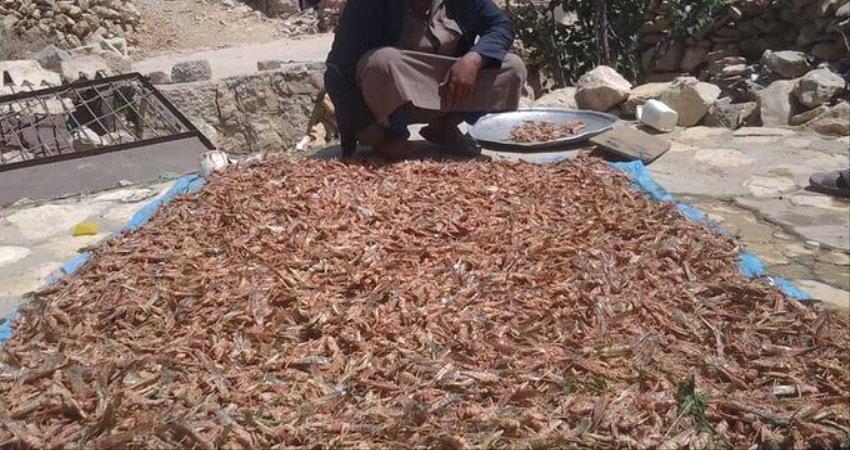 الجراد يغزو المزروعات مجددا في ظل محدودية امكانيات المكافحة