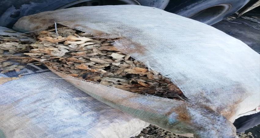 إتلاف كميات من منتج زنجبيل مجفف، مخالف للمواصفات القياسية