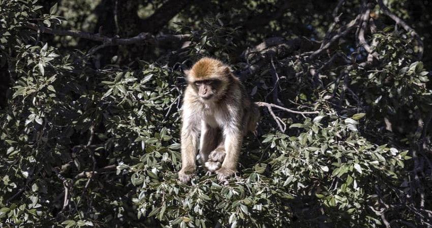 تسجيل أول وفاة بشرية بالفيروس القردي في الصين
