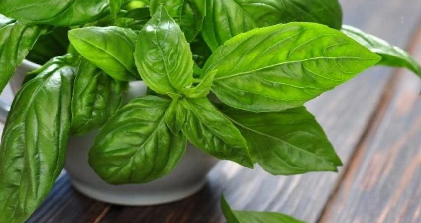 طرق بسيطة لطرد البعوض من المنزل 