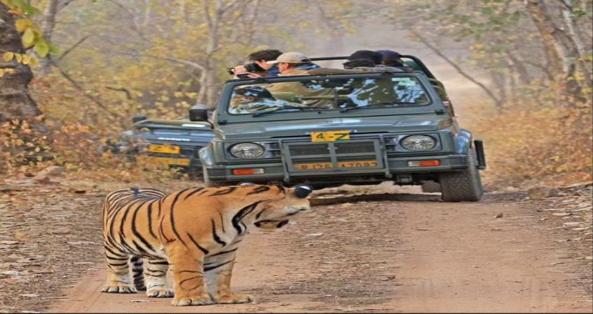 صورة.. نمر يفاجئ سياح بالظهور أمام سيارتهم