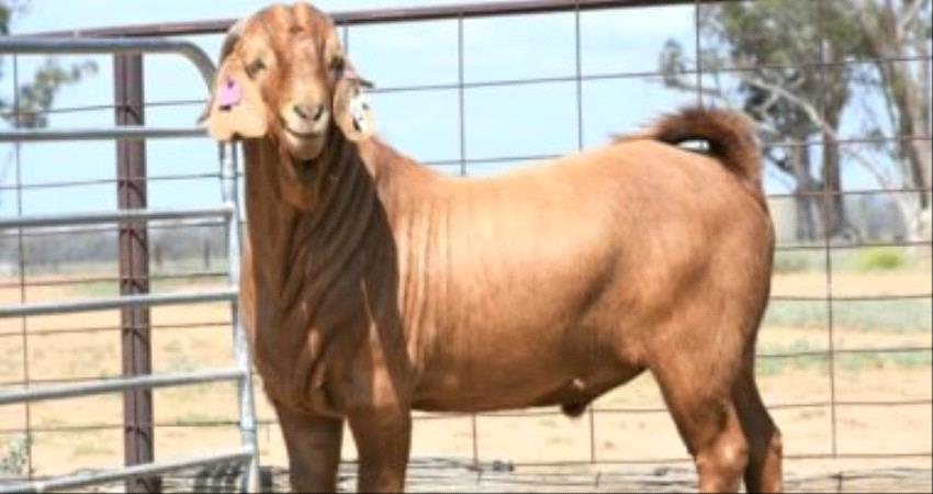 تعرف على سعر أغلى ماعز في العالم؟