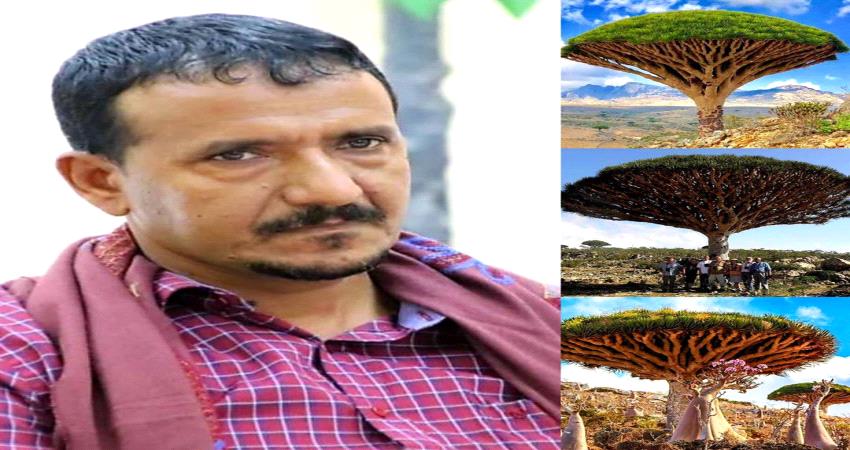 ما حقيقة إنحسار أشجار "دم الأخوين" في سقطرى