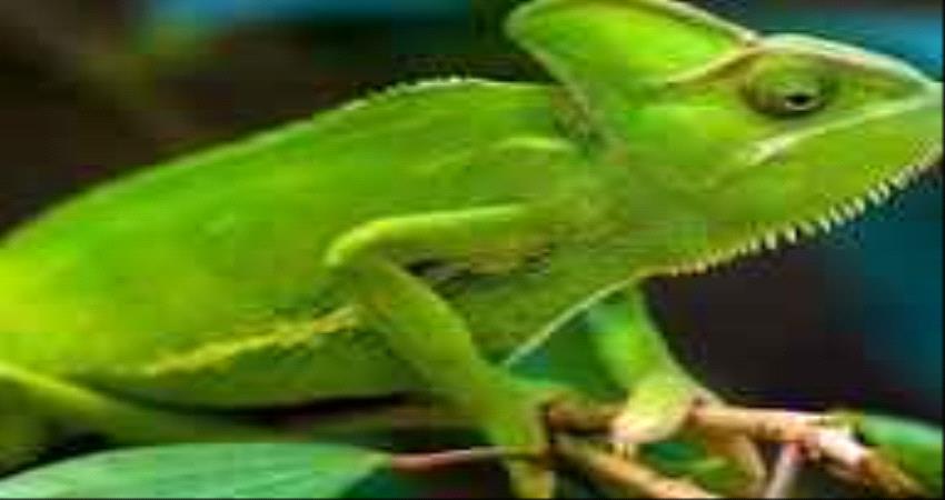 أقمشة تغير لونها كالحرباء بحسب المكان