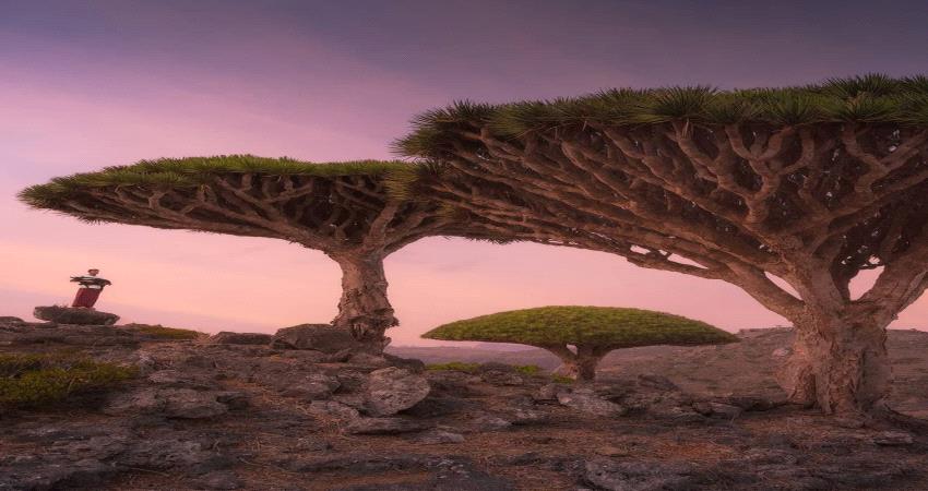 أرخبيل سقطرى أنموذجاً.. كيف يمكننا تأمين تدفق المساعدات في اليمن؟