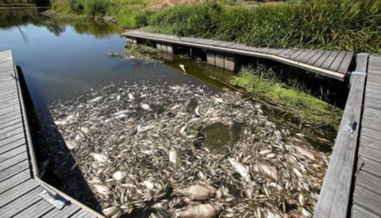 نفوق جماعي للأسماك  في نهر أودر سر عن حدوث الكارثة
