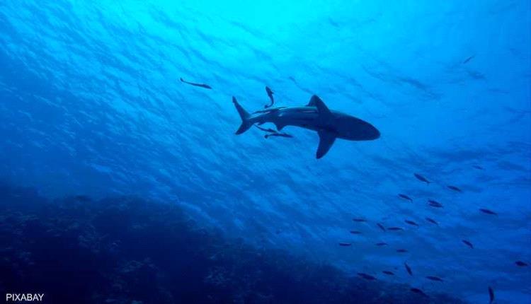 تحرك عاجل من السلطات المصرية عقب هجوم سمكة قرش على سائحتين في الغردقة