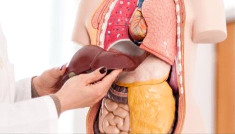 الدهون حول الكبد تزيد خطر الإصابة بفشل القلب