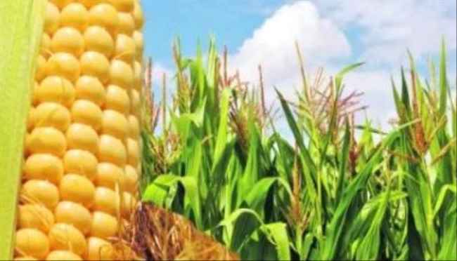ماذا تعرف عن الكولاجين النباتى؟