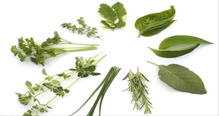 أفضل نباتات ورقية تسرع تخفيض الوزن