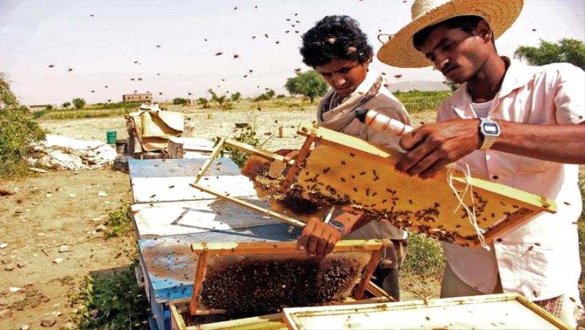  مخاطر كبيرة تهدد إنتاج العسل 