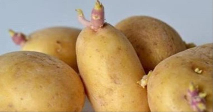 احذر.. علامات وألوان فى البطاطس المنبتة غير صحية.. تخلص منها على الفور