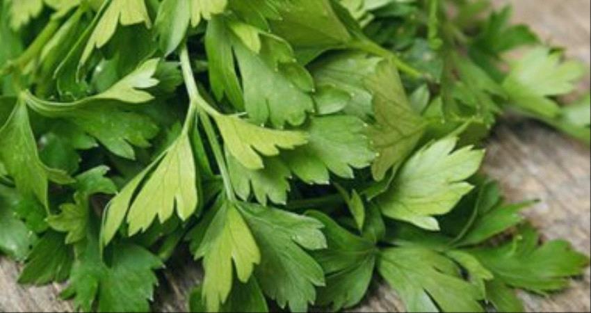 البقدونس يقضي علي حصوات الكلي.