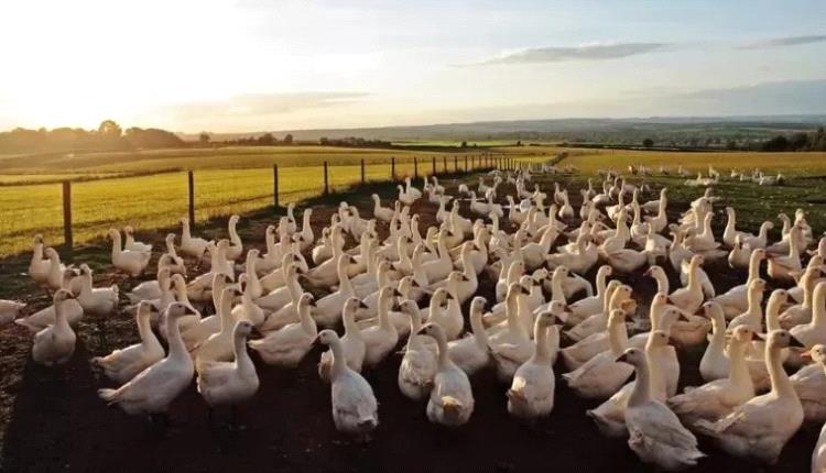 إنفلونزا الطيور: تدابير صارمة في بريطانيا