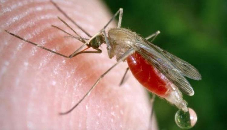 اختراق في مكافحة الملاريا تقنية تقتل المرض داخل البعوض