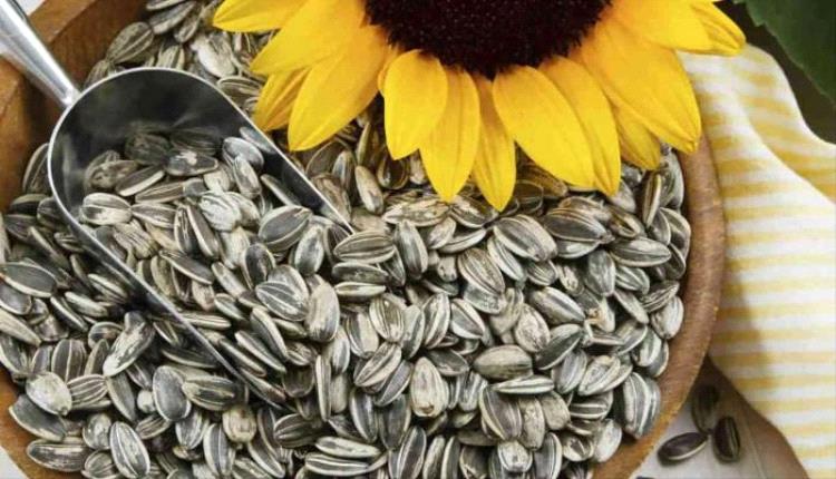 فوائد حب دوار الشمس.. للصحة وللرجيم