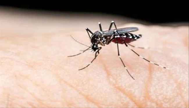  مساعي هنديه  تسعى لتطوير لقاحات جديدة مضادة لحمى الضنك
