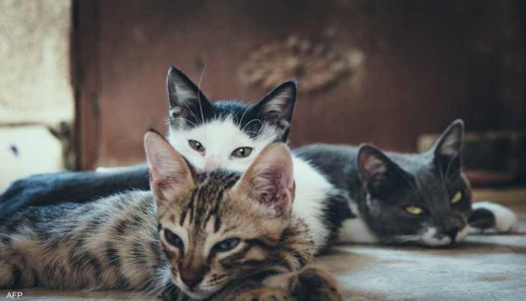 ما هي قصة "القطط النووية" التي أثارت الفزع في بريطانيا؟