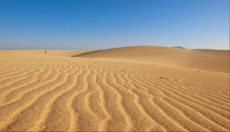 شبكة غذاء مخفية موجودة في الصحراء "تزدهر عند الموت"!