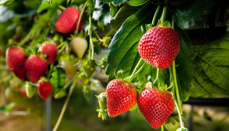 فائدة غير متوقعة لتناول هذه الفاكهة يومياً