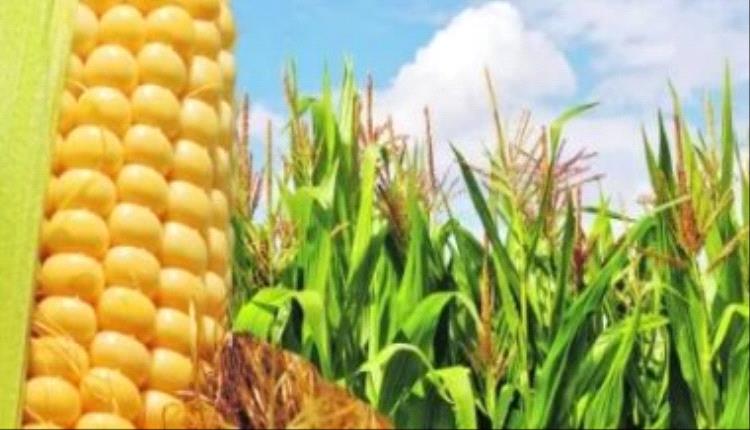 5 فوائد صحية لذرة الحلوة