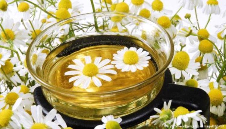 ازهار البابونج فوائد صحية مذهلة