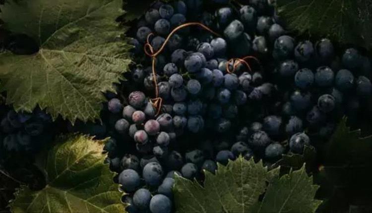 خبراء: تناول العنب الأسود مفيد لمرضى السكري