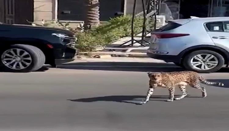 صور - فهد (نمر) يتجول في شوارع المنصور ويثير رعب السكان 