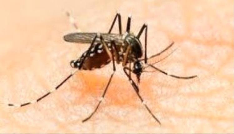 10علاجات منزلية سريعة لتقليل لدغات الناموس