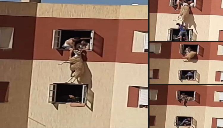 انقاذ خروف في اللحظات الأخيرة بعد أن حاول يرمي بنفسه من الطابق الأخير هربا من الذبح 