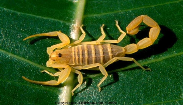 Serpente è scorpione in un sognu