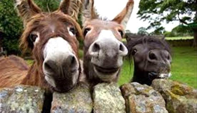 في اليوم العالمي للحمير.. العالم يحتفل بالحيوان الأكثر خدمة للبشر