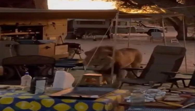 أسد يداهم منزل عائلة خلال تناول وجبة الغذاء ويقوم بتصرف غريب (صور)