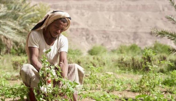 تبعات حرب الحوثي تلاحق غذاء المزارعين 