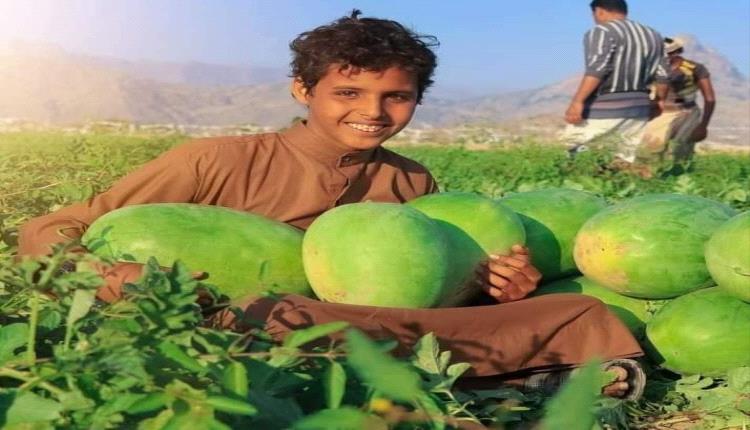 محافظة جنوبية تحصد فاكهة "البطيخ" في فصل الشتاء