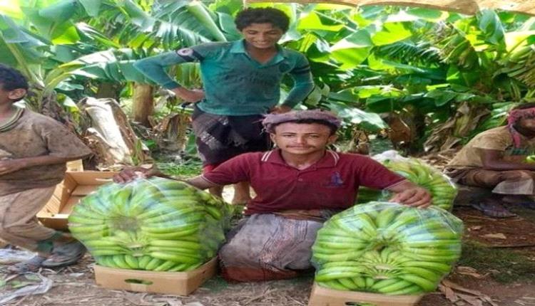 ضربة حوثية جديدة للمزارعين في اليمن