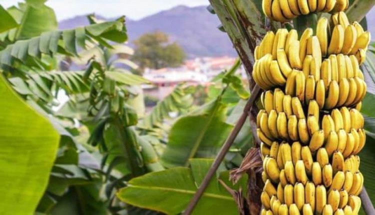 ارتفاع بأسعارها.. حظر كلي مرتقب لزراعة "الموز والمانجو" بشمال اليمن